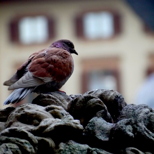 Pigeon sur des rocherx - France  - collection de photos clin d'oeil, catégorie animaux